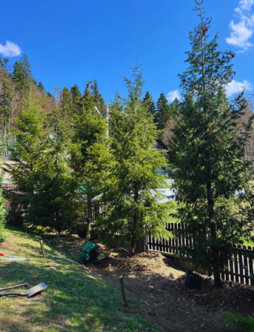 montare arbori de mari dimensiuni pepiniera arbori copaci pentru gradina spatii verzi amenajare gradini